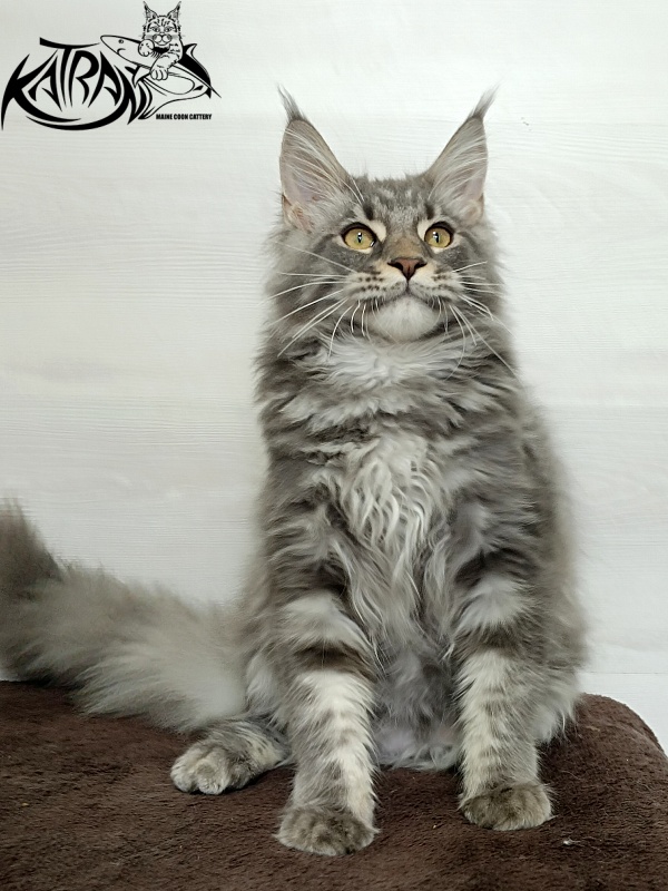 Katran Quasar King - Kitten maine-coon 4 months 1 week