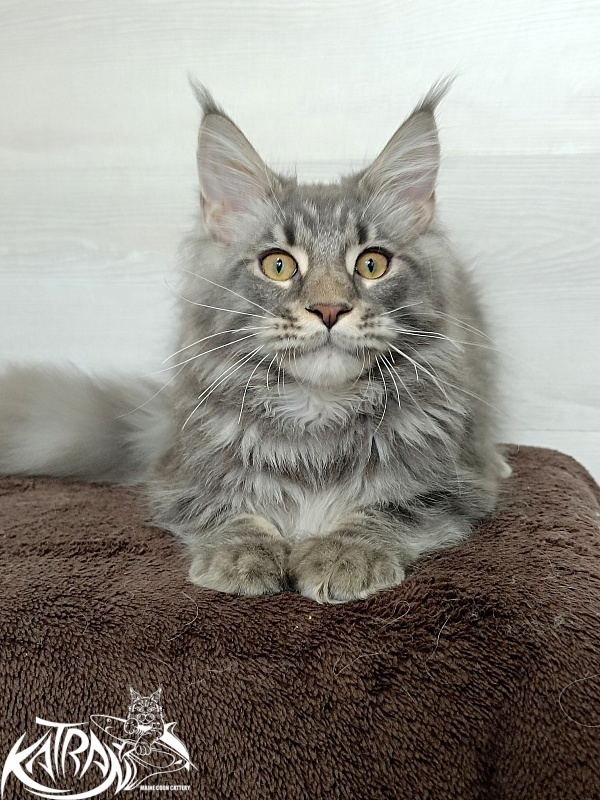 Katran Quasar King - Kitten maine-coon 4 months 1 week