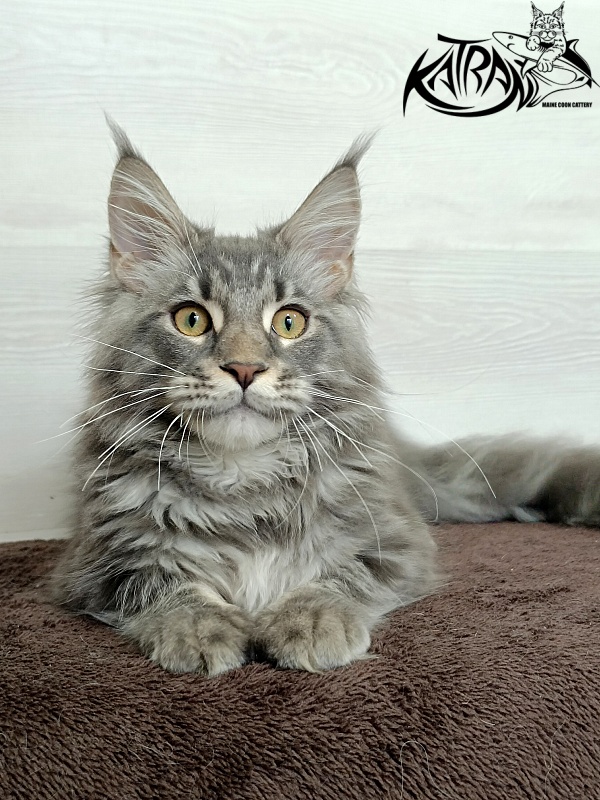Katran Quasar King - Kitten maine-coon 4 months 1 week