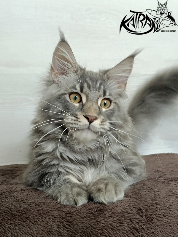 Katran Quasar King - Kitten maine-coon 4 months 1 week