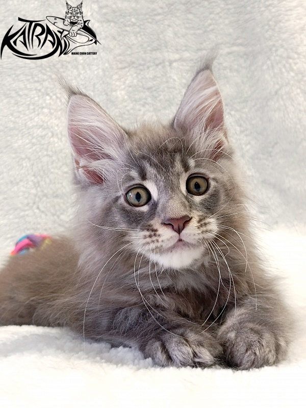 Katran Quasar King - Kitten maine-coon 2 months