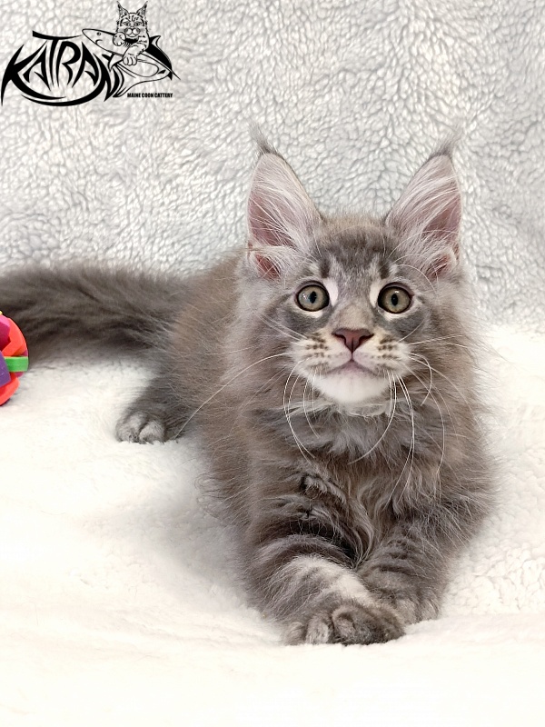 Katran Quasar King - Kitten maine-coon 2 months