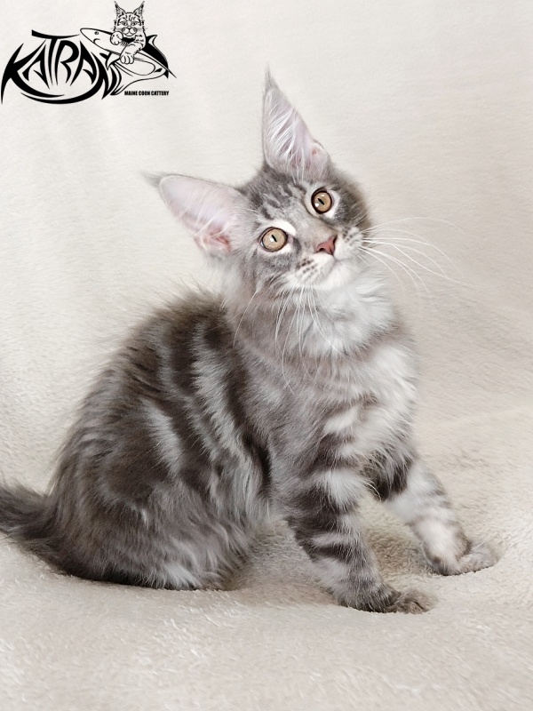 Katran Quartz Beauty - Kitten maine-coon 3 months 1 week