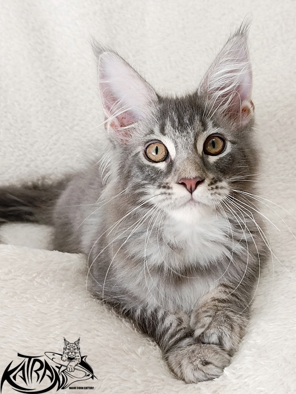 Katran Quartz Beauty - Kitten maine-coon 3 months 1 week