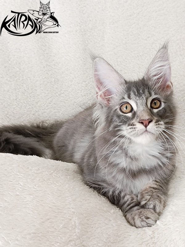 Katran Quartz Beauty - Kitten maine-coon 3 months 1 week