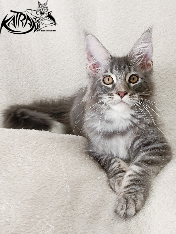 Katran Quartz Beauty - Kitten maine-coon 3 months 1 week