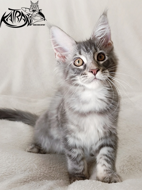 Katran Quartz Beauty - Kitten maine-coon 3 months 1 week