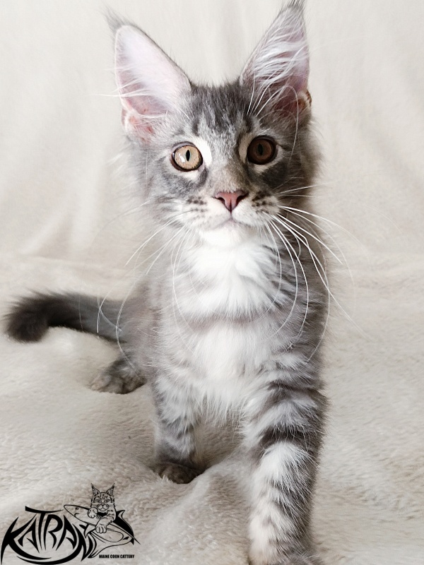 Katran Quartz Beauty - Kitten maine-coon 3 months 1 week