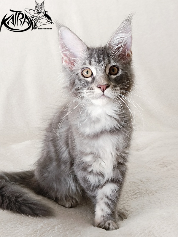 Katran Quartz Beauty - Kitten maine-coon 3 months 1 week
