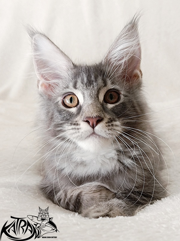Katran Quartz Beauty - Kitten maine-coon 3 months 1 week