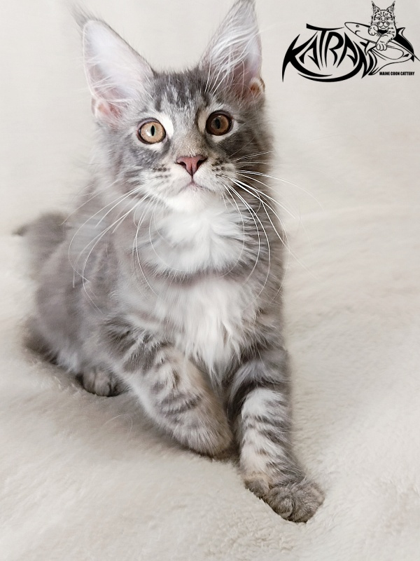 Katran Quartz Beauty - Kitten maine-coon 3 months 1 week