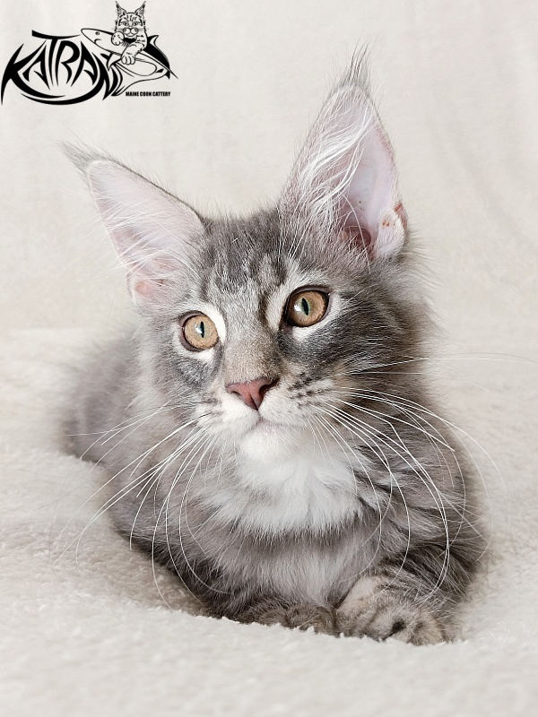 Katran Quartz Beauty - Kitten maine-coon 3 months 1 week