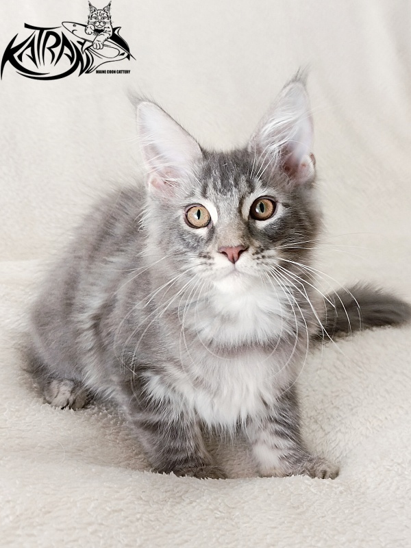 Katran Quartz Beauty - Kitten maine-coon 3 months 1 week