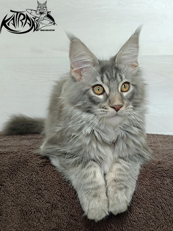 Katran Quartz Beauty - Kitten maine-coon 4 months 1 week