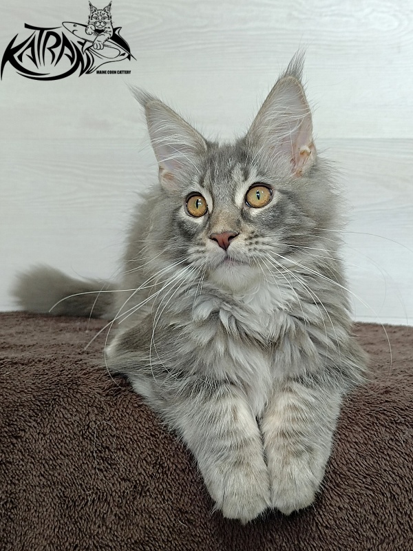 Katran Quartz Beauty - Kitten maine-coon 4 months 1 week