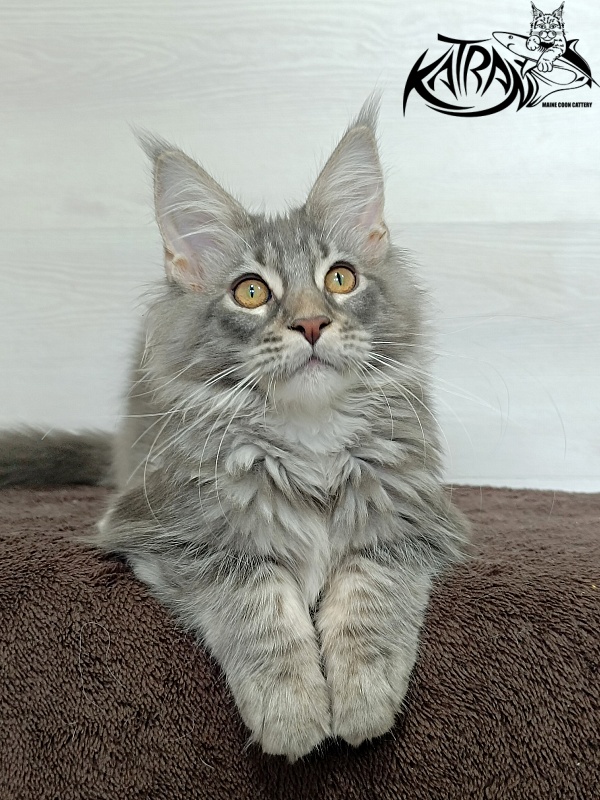 Katran Quartz Beauty - Kitten maine-coon 4 months 1 week