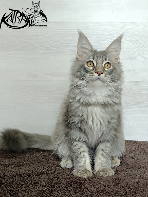 Katran Quartz Beauty - Kitten maine-coon 4 months 1 week