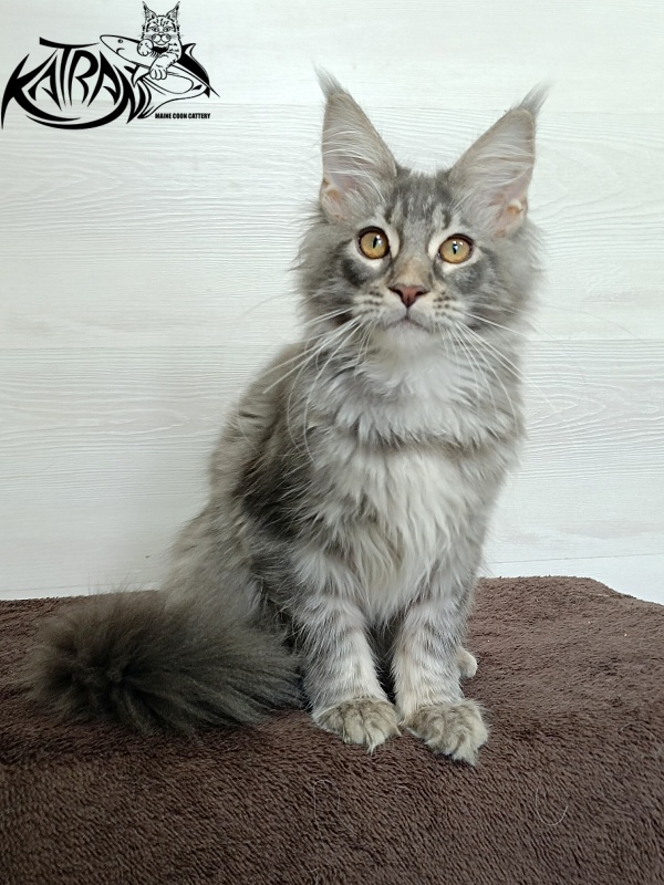 Katran Quartz Beauty - Kitten maine-coon 4 months 1 week