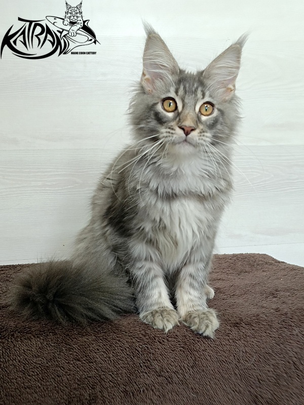 Katran Quartz Beauty - Kitten maine-coon 4 months 1 week