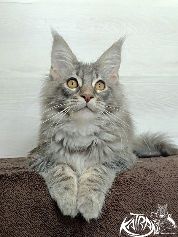 Katran Quartz Beauty - Kitten maine-coon 4 months 1 week