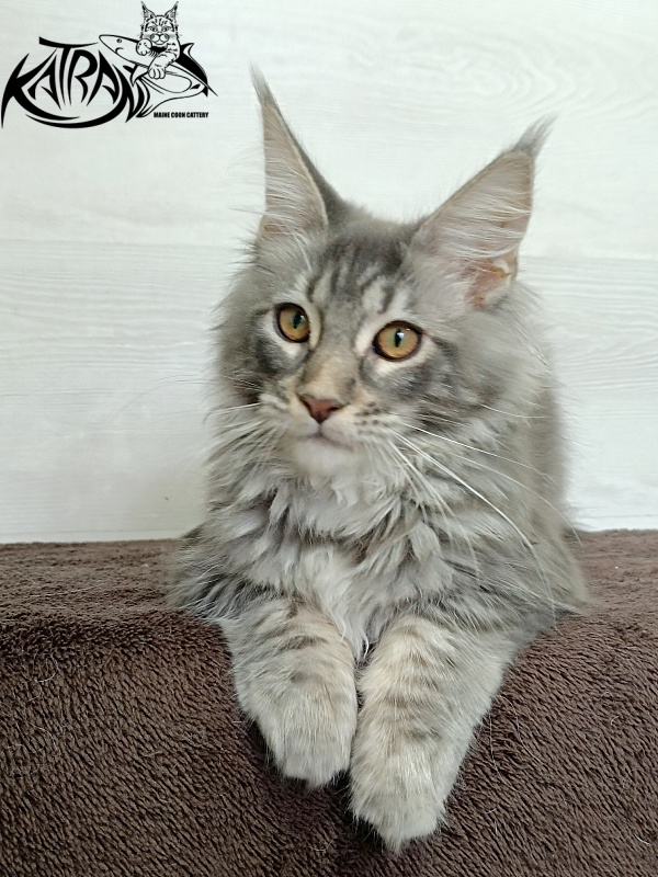 Katran Quartz Beauty - Kitten maine-coon 4 months 1 week