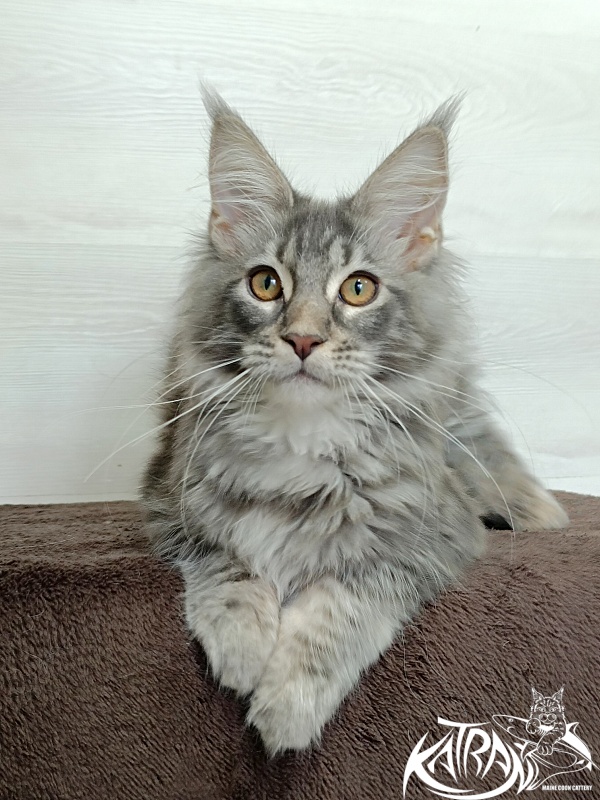 Katran Quartz Beauty - Kitten maine-coon 4 months 1 week