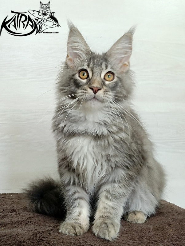 Katran Quartz Beauty - Kitten maine-coon 4 months 1 week