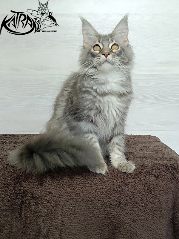 Katran Quartz Beauty - Kitten maine-coon 4 months 1 week