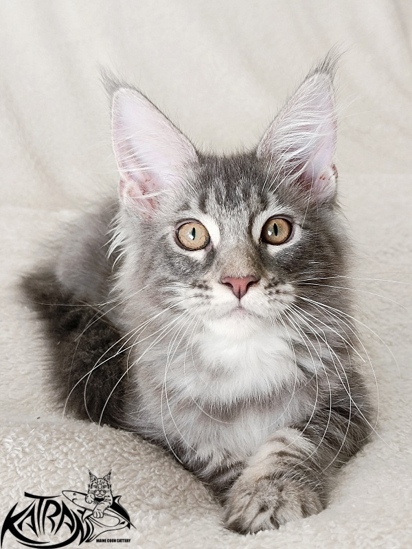 Katran Quartz Beauty - Kitten maine-coon 3 months 1 week