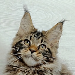 Katran Ragnar