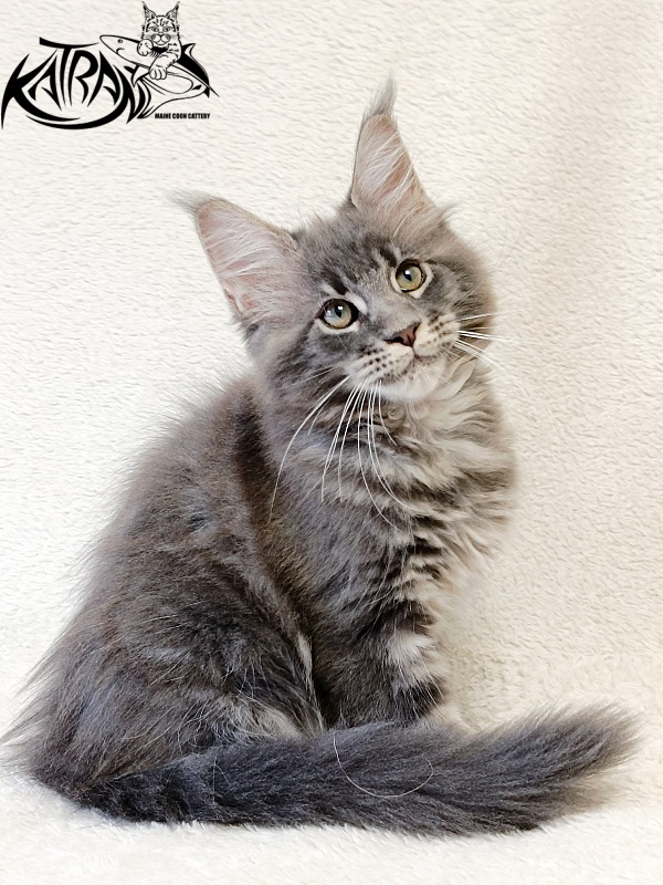 Katran Riviera - Kitten maine-coon 2 months 1 week