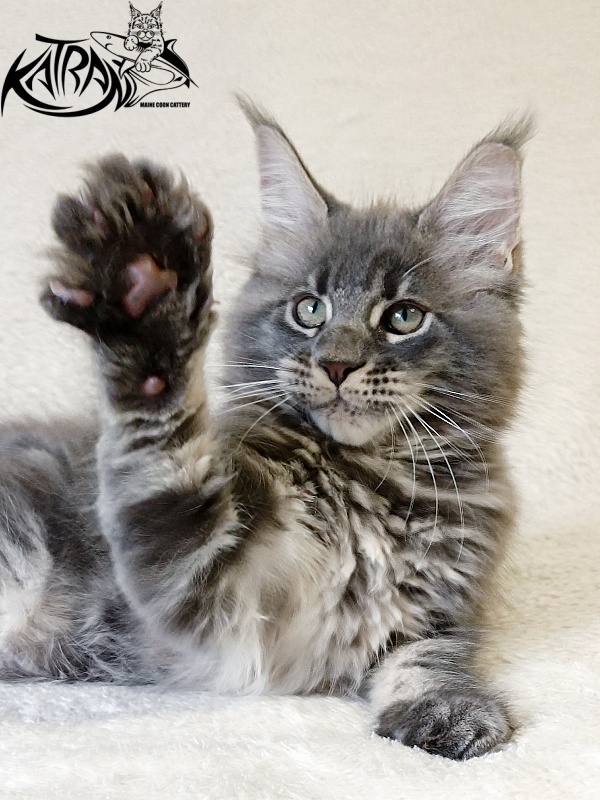 Katran Riviera - Kitten maine-coon 2 months 1 week
