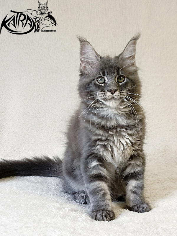 Katran Riviera - Kitten maine-coon 2 months 1 week