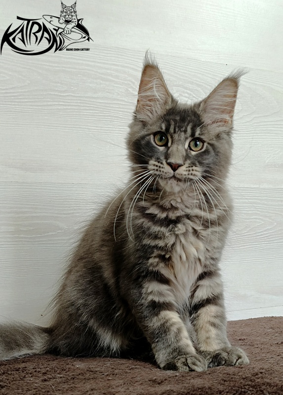 Katran Riviera - Kitten maine-coon 3 months
