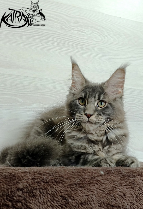 Katran Riviera - Kitten maine-coon 3 months