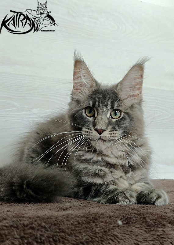 Katran Riviera - Kitten maine-coon 3 months