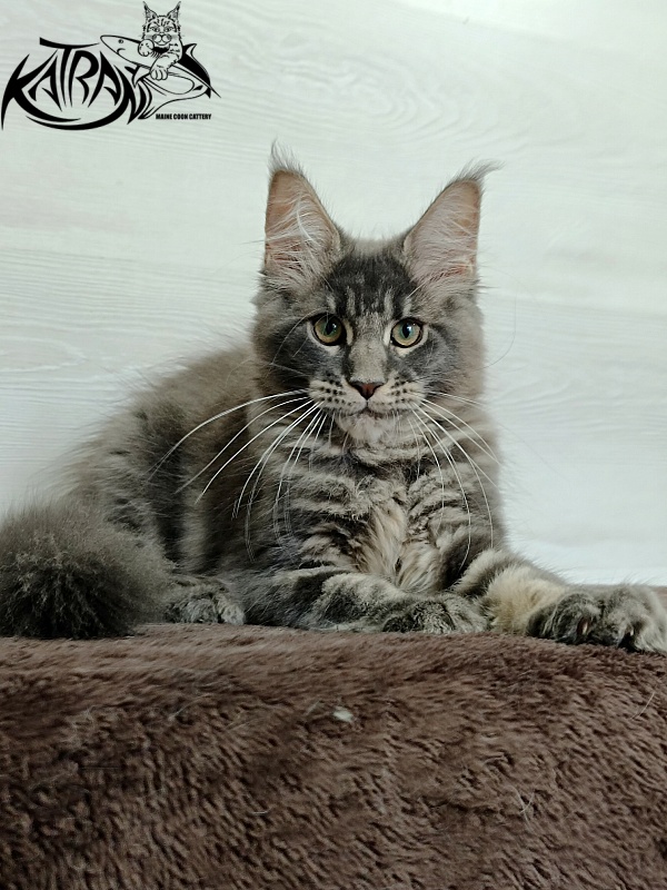 Katran Riviera - Kitten maine-coon 3 months