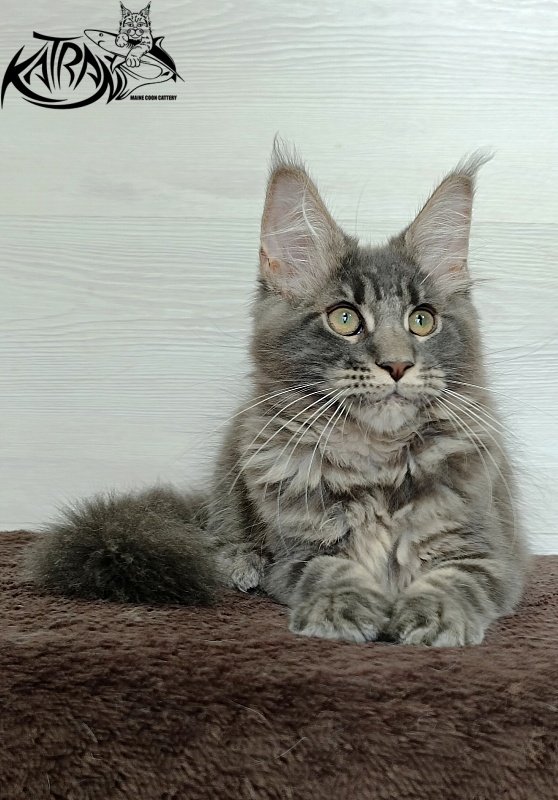 Katran Riviera - Kitten maine-coon 3 months