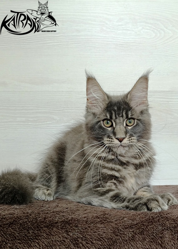 Katran Riviera - Kitten maine-coon 3 months
