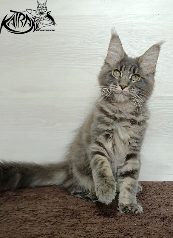 Katran Riviera - Kitten maine-coon 3 months
