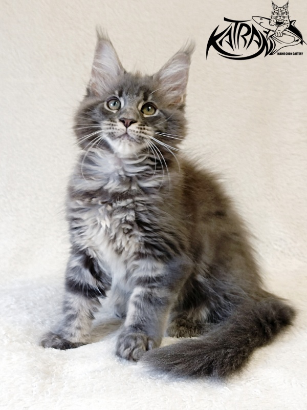 Katran Riviera - Kitten maine-coon 2 months 1 week