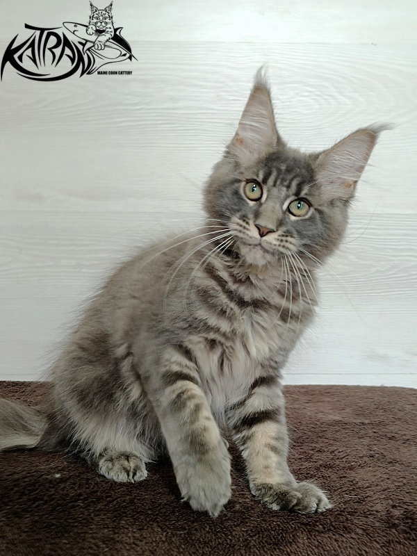Katran Riviera - Kitten maine-coon 3 months
