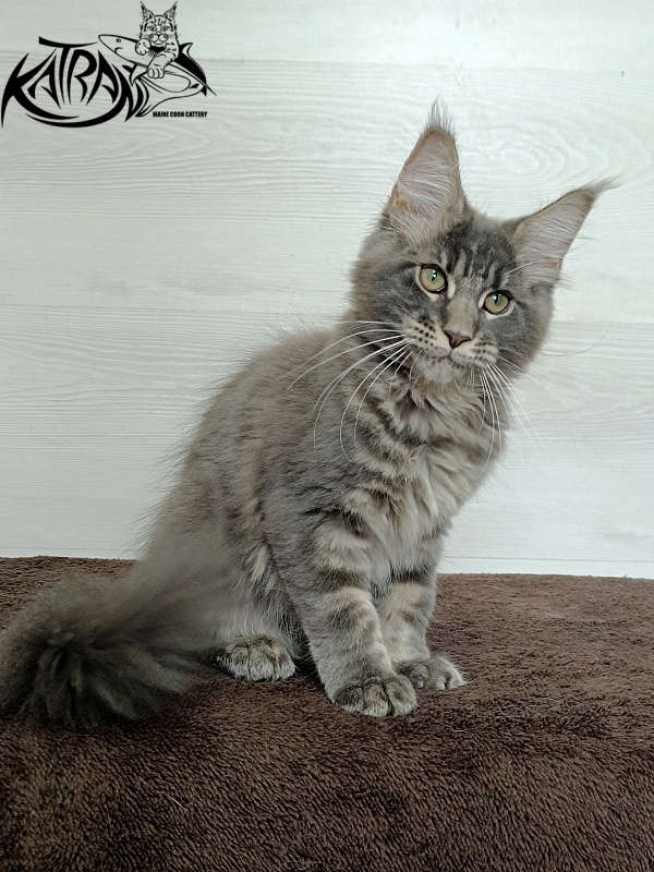 Katran Riviera - Kitten maine-coon 3 months