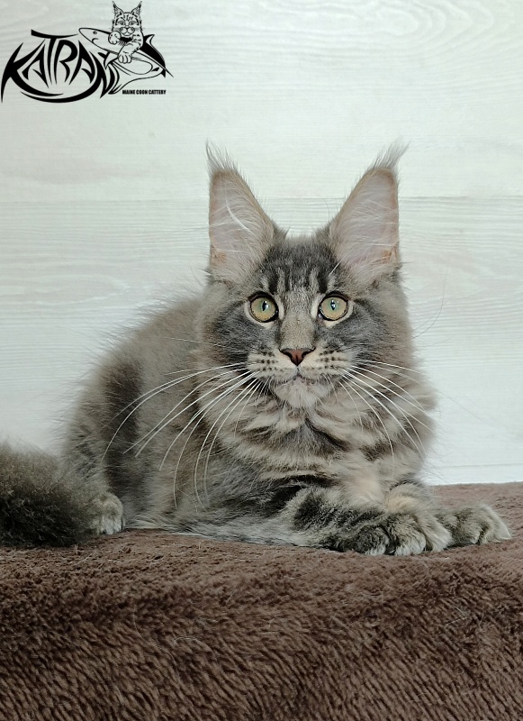Katran Riviera - Kitten maine-coon 3 months