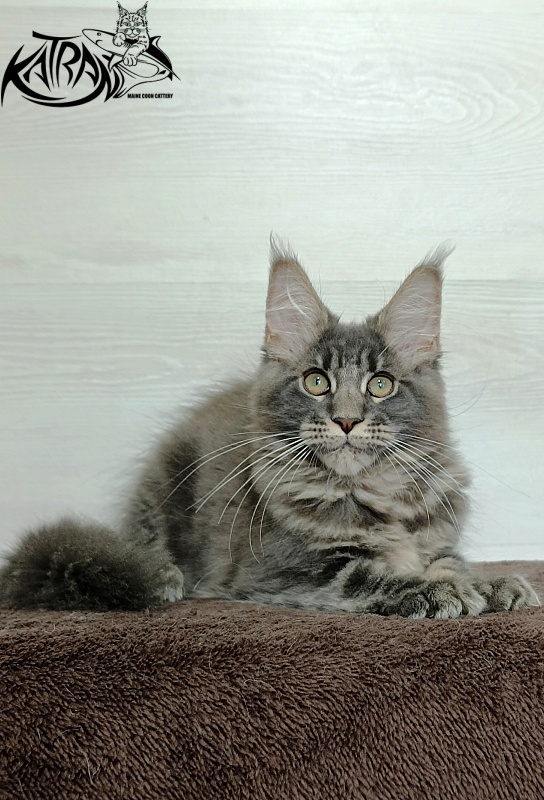 Katran Riviera - Kitten maine-coon 3 months