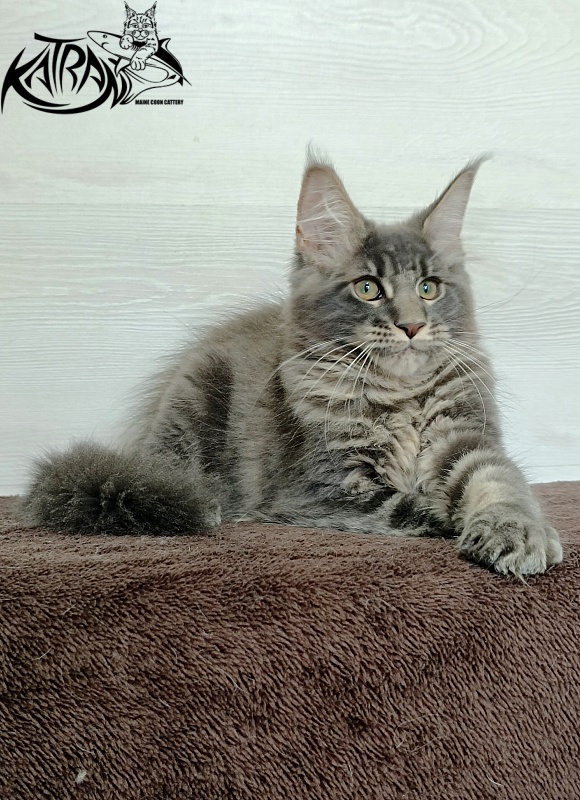 Katran Riviera - Kitten maine-coon 3 months