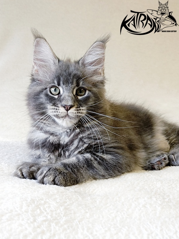 Katran Riviera - Kitten maine-coon 2 months 1 week