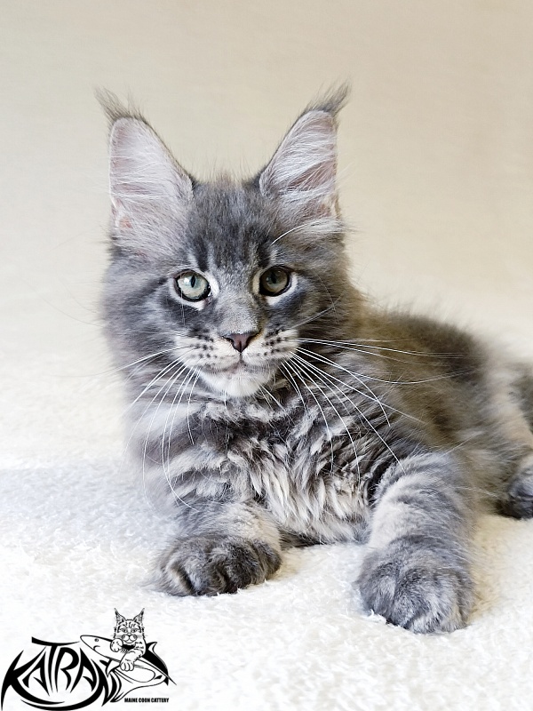 Katran Riviera - Kitten maine-coon 2 months 1 week