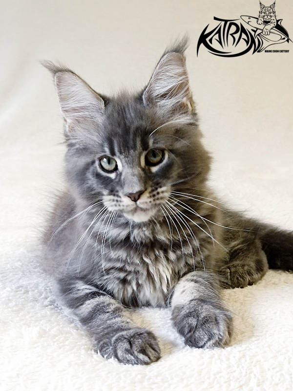 Katran Riviera - Kitten maine-coon 2 months 1 week