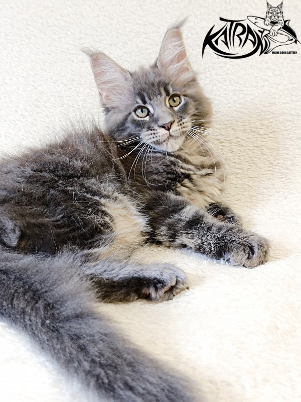 Katran Riviera - Kitten maine-coon 2 months 1 week